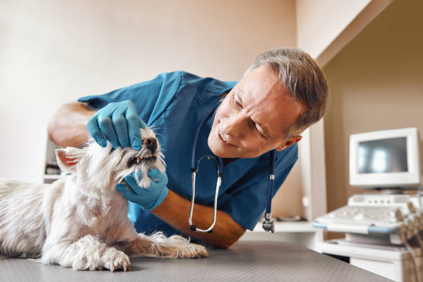 Best Emergency Tooth Extraction in Litchfield Beach, SC